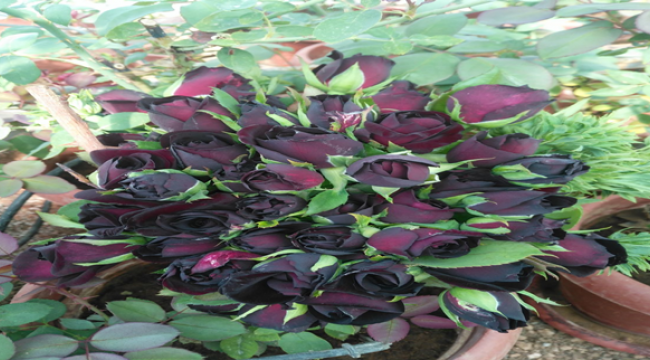 Halfeti'nin Karagülleri Açtı