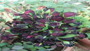 Halfeti'nin Karagülleri Açtı