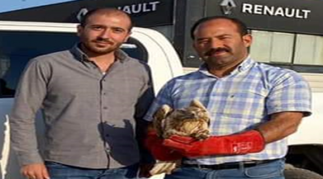Kızıl Şahin Urfa'da Tedavi Altına Alındı