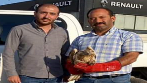 Kızıl Şahin Urfa'da Tedavi Altına Alındı