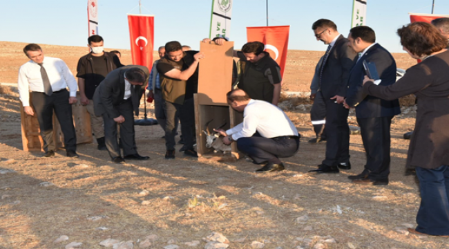 Şanlıurfa'da 30 Ceylan Daha Doğaya Salındı