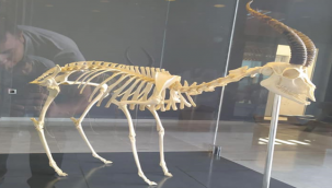 Şanlıurfa'da (Gazella Marica) Ceylanın iskeleti sergilendi