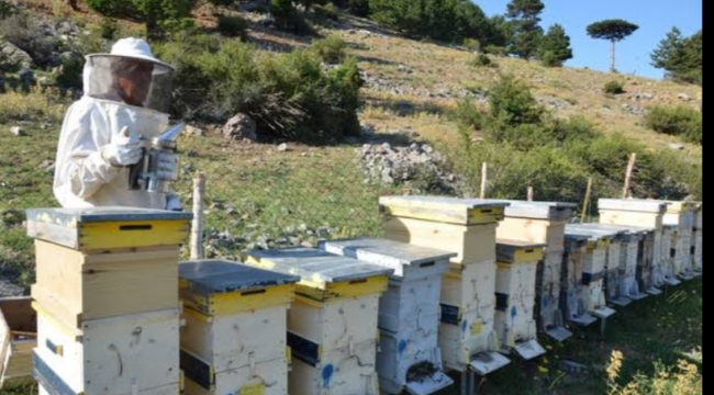 Urfa'da arı kovanı dağıtılacak