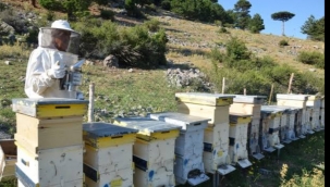 Urfa'da arı kovanı dağıtılacak