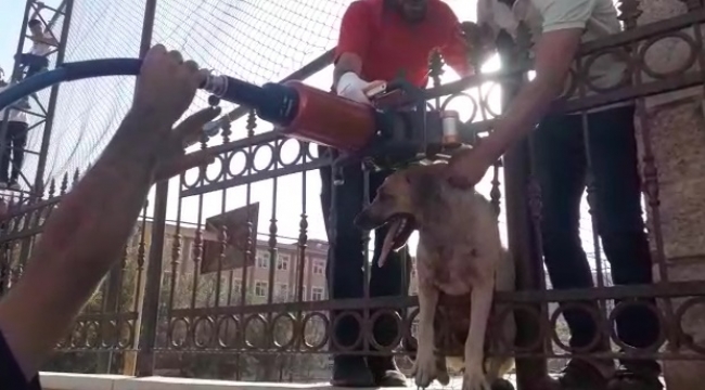 Urfa'da başı demir kapıya sıkışan köpeği itfaiye kurtardı