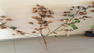 Urfa'da beyaz pamuğun alternatifi doğal renkli pamuk