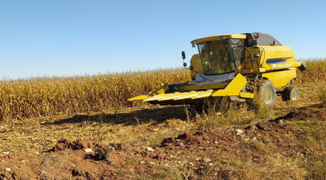 İkinci üründe hasad devam ediyor