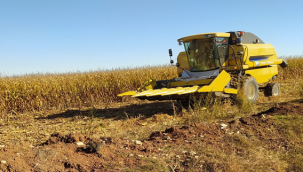 İkinci üründe hasad devam ediyor