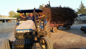 Ovada Pamuk Tarlalarında Yakacak Toplama Telaşı