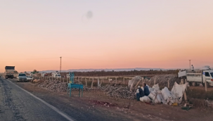 Pamuğun "Afara"sı da yüz güldürdü