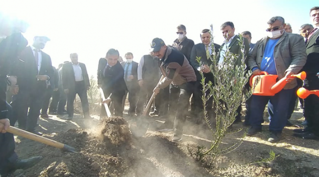 Şanlıurfa'da 20 bin fidan toprakla buluştu