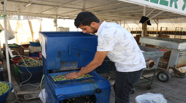 Şanlıurfa'da yeşil zeytin, tezgahlardaki yerini aldı.