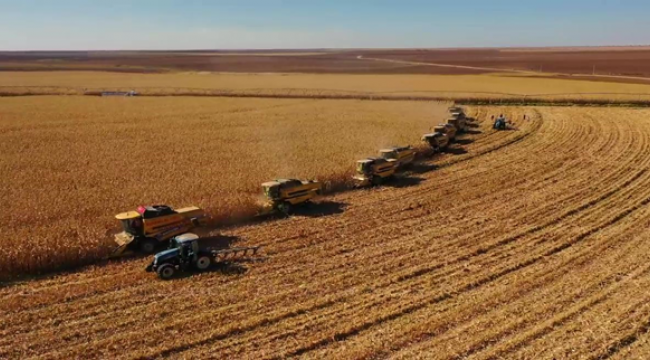 Türkiye'nin en büyük çiftliği Tigem'de mısır hasadı başladı
