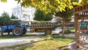 Viranşehir'de Ağaç Budama Çalışması