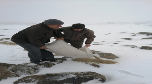 Karacadağ'a yaban hayvanları için yem bırakıldı