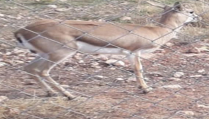Şanlıurfa'da 2 Ceylan'a el konuldu