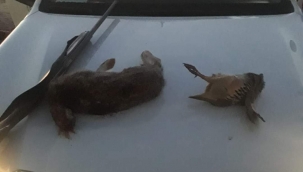 Şanlıurfa'da avlanan 10 kişi hakkında işlem yapıldı