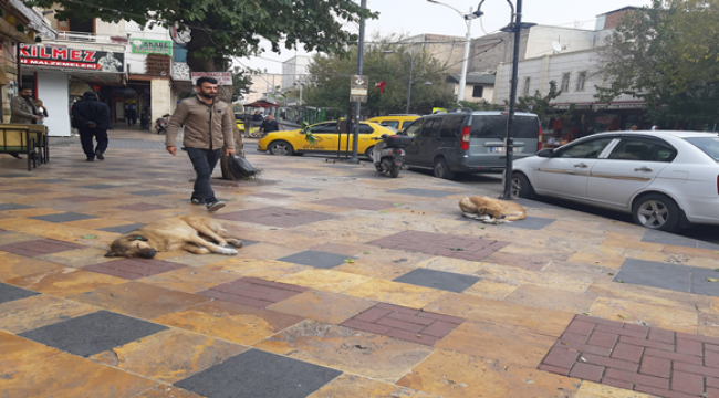 Şanlıurfa'da başıboş köpekler korkutuyor!