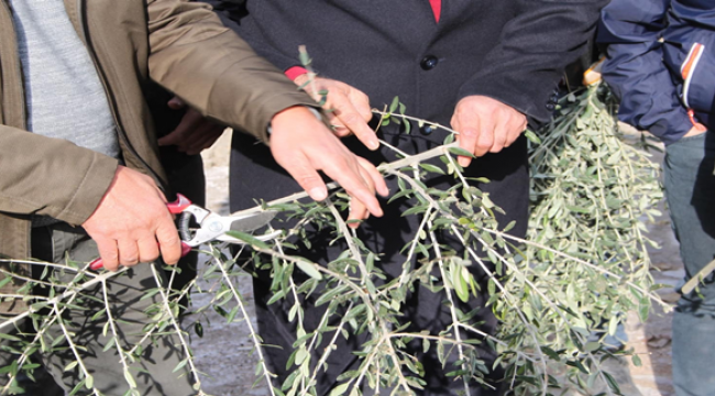 Şanlıurfa'da binlerce zeytin türleri toprakla bulaşacak