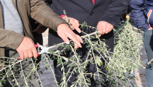 Şanlıurfa'da binlerce zeytin türleri toprakla bulaşacak