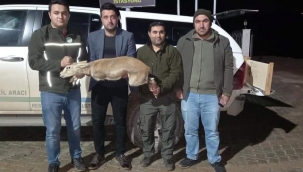 Şanlıurfa'da Ceylan bulunduran kişiye ceza