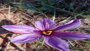 Şanlıurfa'da 'mucize bitki' çiçek açtı