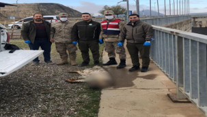 Şanlıurfa'da ölü çizgili sırtlan bulundu