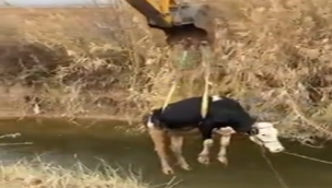 Şanlıurfa'da sulama kanalına düşen inek kurtarıldı