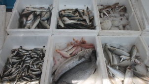 Şanlıurfa'da tezgahlar şenlendi: Balıklara rağbet arttı