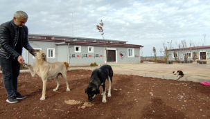 Siverek Hayvan Rehabilitasyon Merkezi Açılışa Hazır