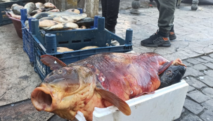 Suriyeli vatandaşların geçim kaynağı oldu