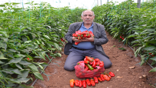Urfa'da yaz isotunun ardından kış isotu başladı