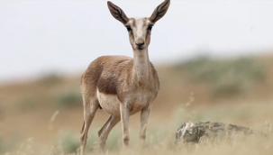 Urfa dağlarındaki ceylanlar görüntülendi