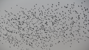 Urfa semalarında görsel şov