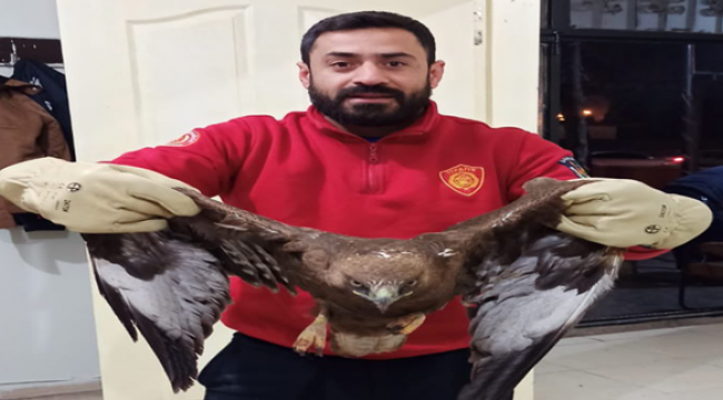 Ağaçta mahsur kalan kartalın imdadına itfaiye ekipleri yetişti