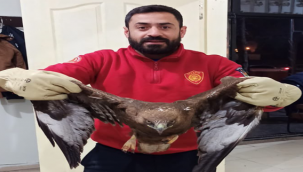 Ağaçta mahsur kalan kartalın imdadına itfaiye ekipleri yetişti