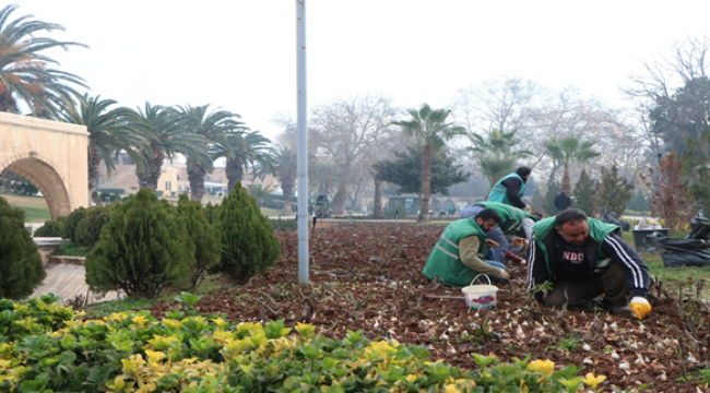 Balıklıgöl'de lale soğanları toprakla buluşturuldu