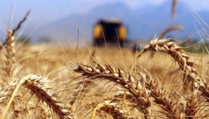 Buğday ve arpa fiyatlarına zam!