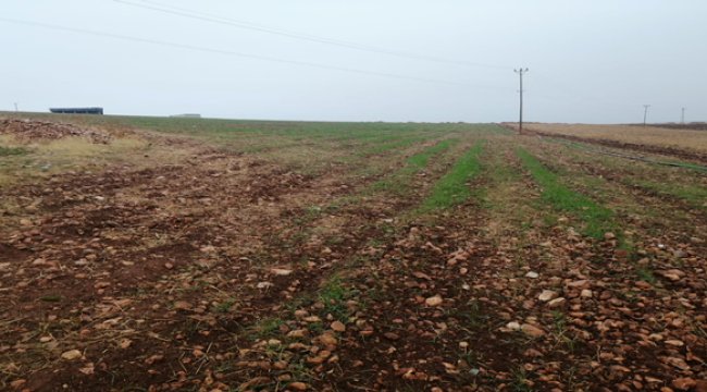 Kar yağışı Şanlıurfa çiftçinin yüzünü güldürdü