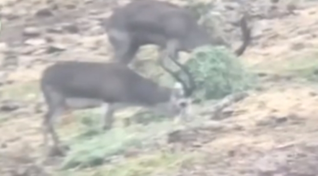 Şanlıurfa Ceylanları için doğaya yem bırakıldı!