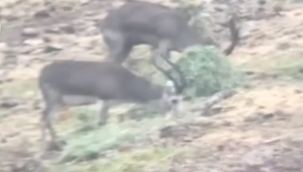 Şanlıurfa Ceylanları için doğaya yem bırakıldı!