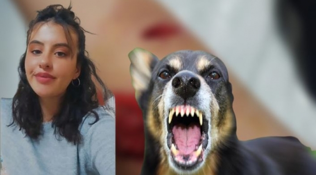 Şanlıurfa'da öğrenci köpeklerin saldırısına uğradı
