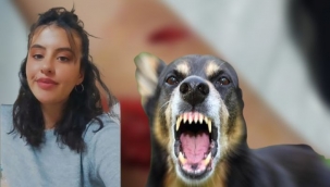 Şanlıurfa'da öğrenci köpeklerin saldırısına uğradı