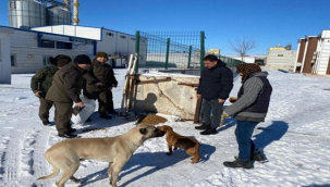 Şanlıurfa'da sokak hayvanları unutulmadı!