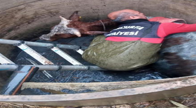 Şanlıurfa'da su kanalına düşen inek kurtarıldı