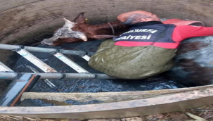 Şanlıurfa'da su kanalına düşen inek kurtarıldı