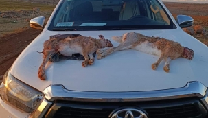 Siverek'te suçüstü yakalandılar