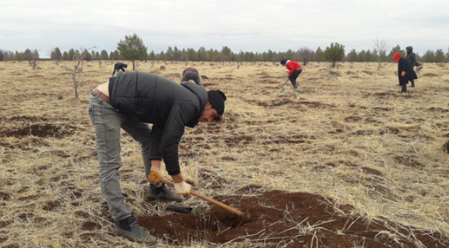 Siverek yeşilleniyor