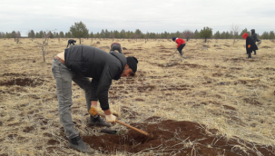 Siverek yeşilleniyor