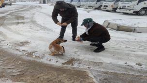 Viranşehir Belediyesi Soğukta Üşüyen Sokak Hayvanları İçin Harekete Geçti
